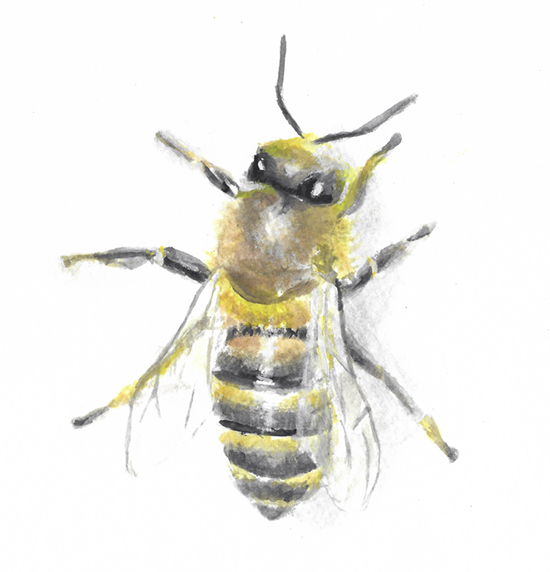 Watercolor of a Bee